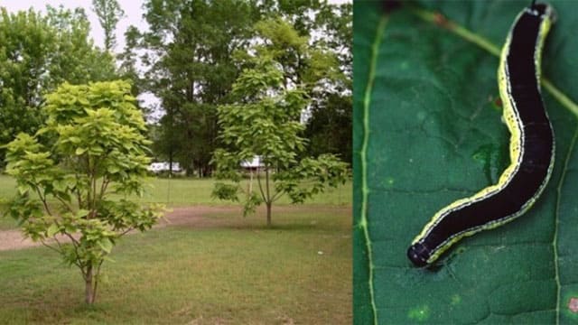 Catawba Worms Explained: A Guide for Anglers