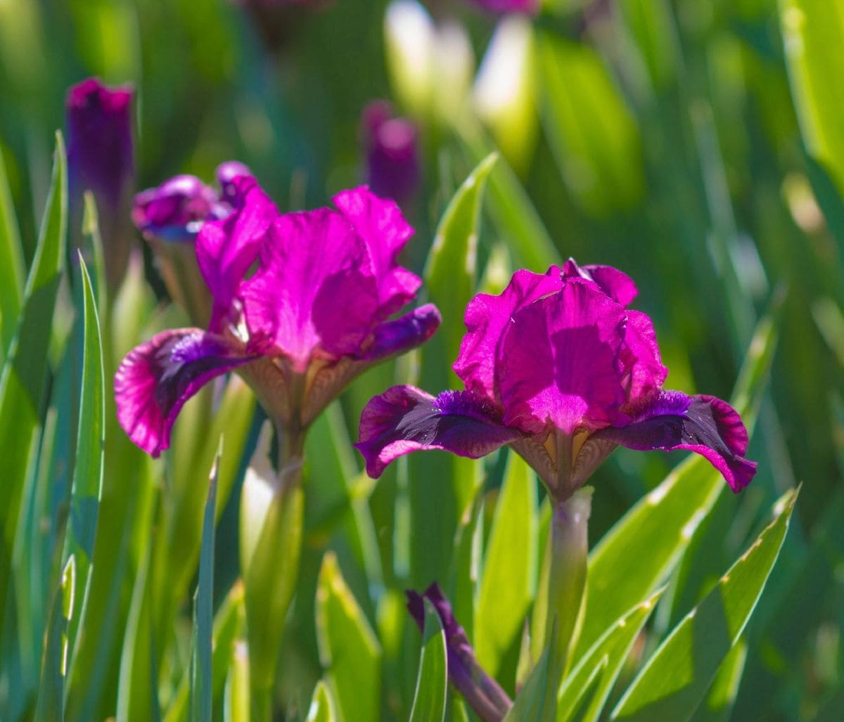 Discover the Beauty of White Iris: Planting and Care Instructions