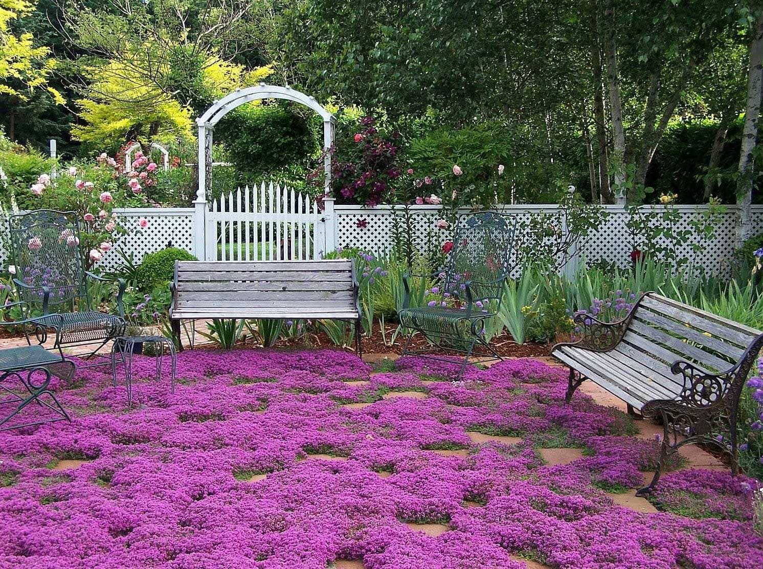 Elfin Thyme The Low-Maintenance Ground Cover Your Garden Needs