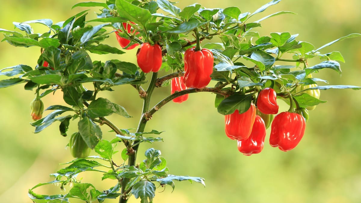 Maximize Your Habanero Harvest: Proven Planting Techniques