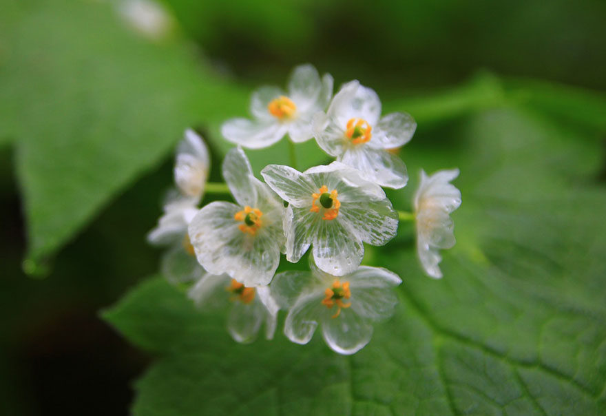 Skeleton Flower Habitat A Detailed Exploration