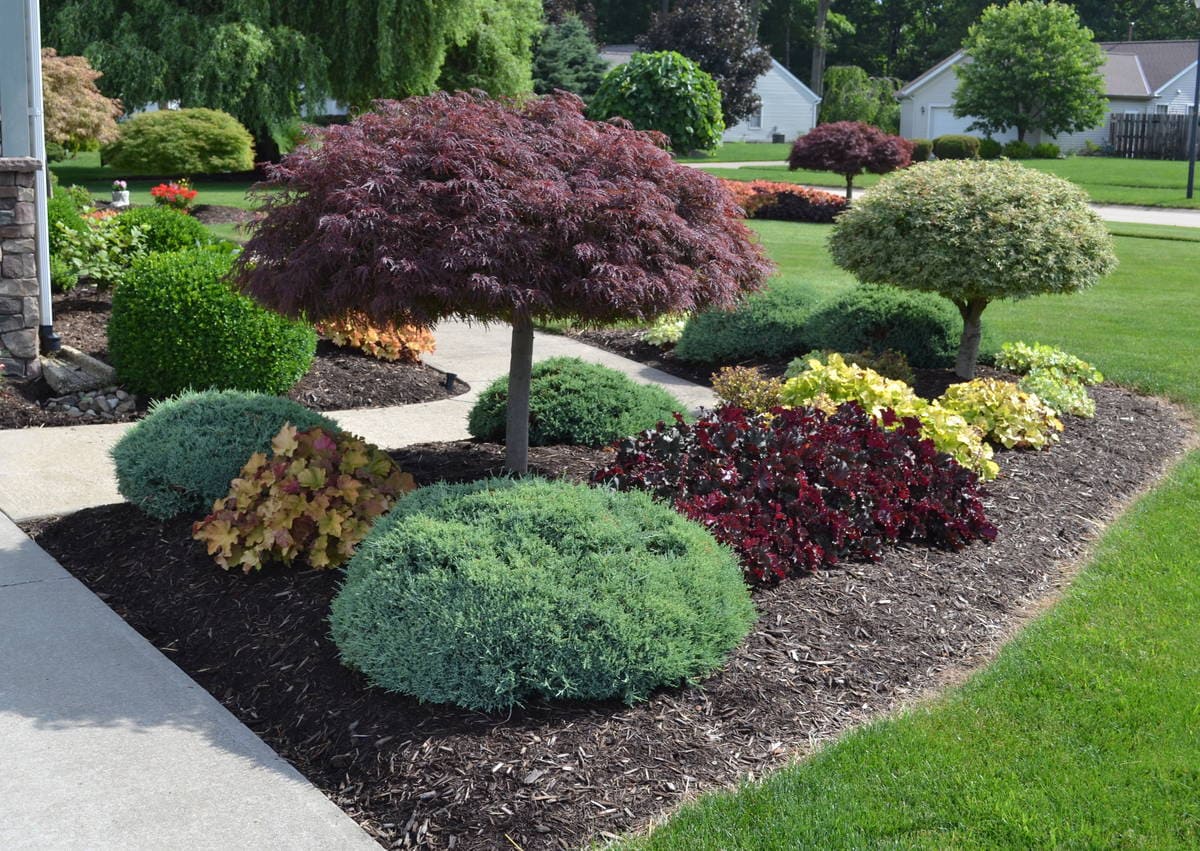 Top 10 Shrubs to Transform Your Garden