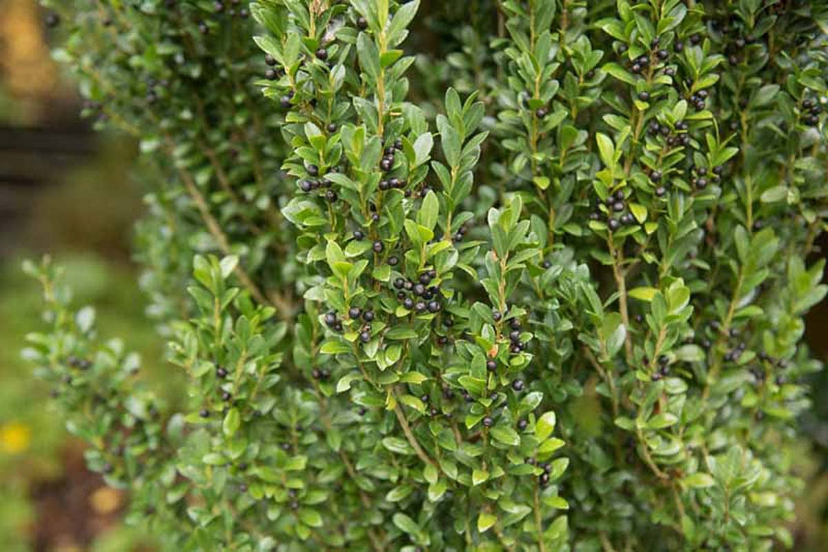 Top 5 Benefits of Growing Japanese Holly in Your Yard