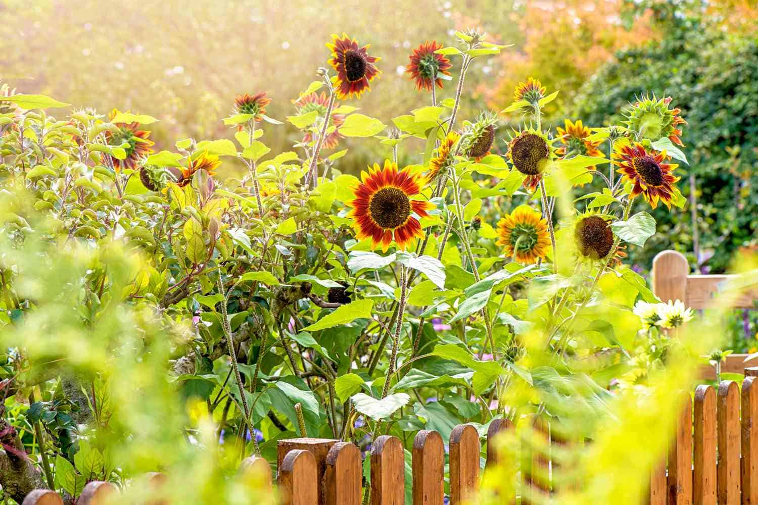 White Sunflowers A Stunning Addition to Your Flower Garden