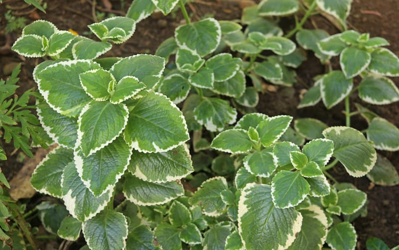 10 Surprising Uses for Cuban Oregano You Need to Know