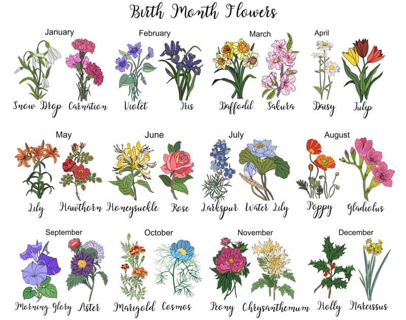 Birth Flowers by Month Uncover the Hidden Symbolism