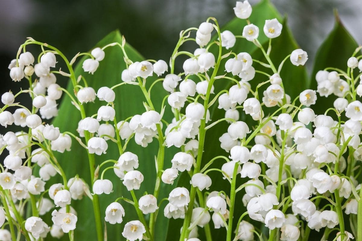 Blue Lily of the Valley A Perfect Addition to Your Garden