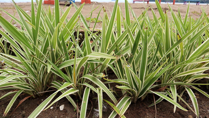 Flax Lily: Top Tips for Growing Beautiful Variegated Leaves