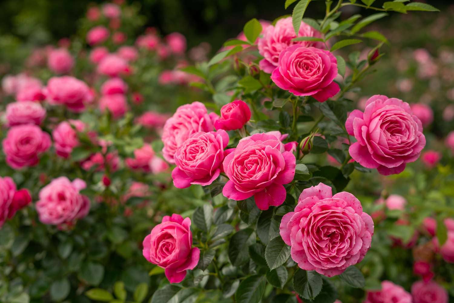 How to Create a Breathtaking Pink Rose Garden: Expert Advice Inside