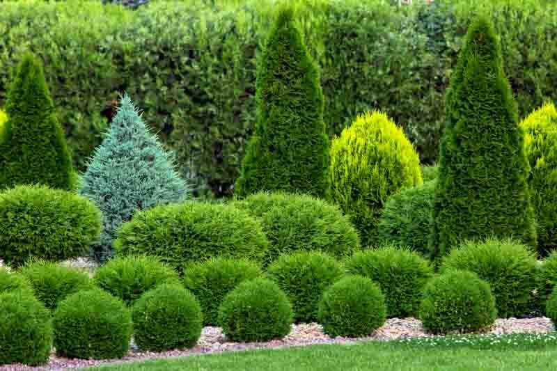 North Pole Arborvitae Problems Prevention, Identification, and Treatment