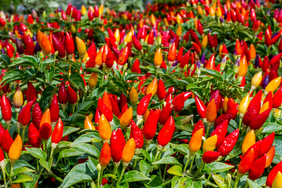 Ornamental Peppers Colorful and Easy-to-Grow Garden Delights