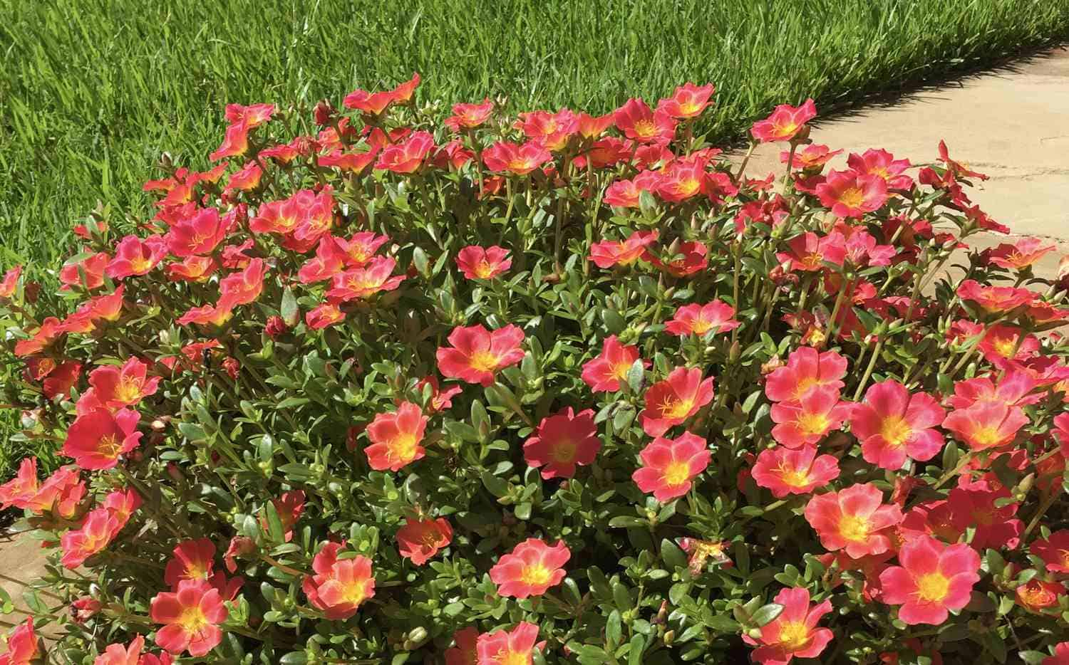 Plant Moss Rose Seeds The Best Methods for a Blossoming Garden