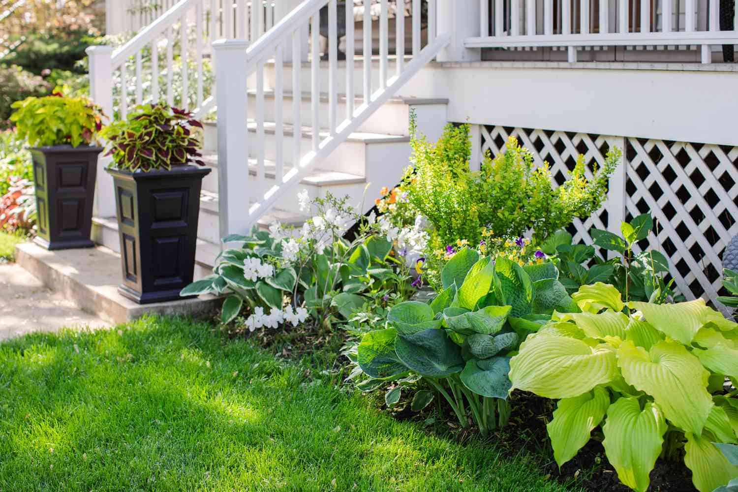 The Most Popular Hosta Varieties to Brighten Up Your Landscape