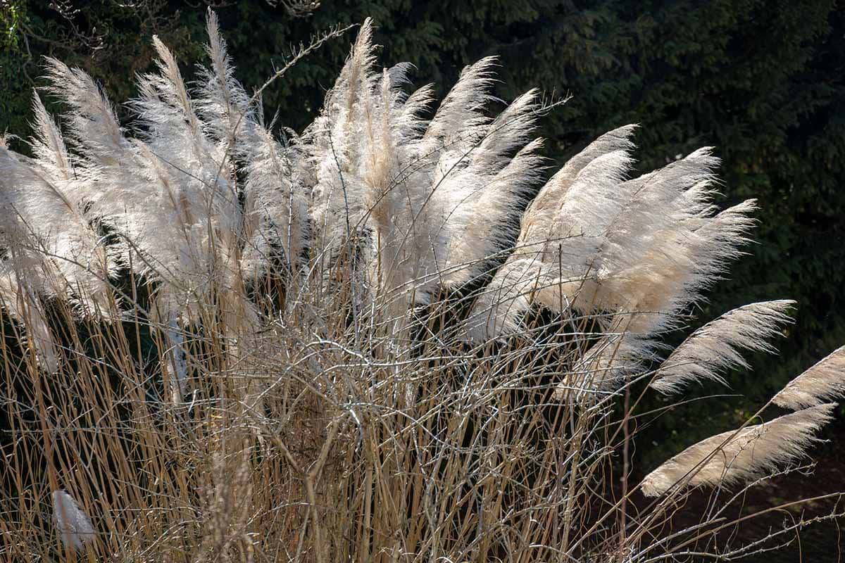 Top 7 Reasons to Plant Pink Pampas Grass in Your Yard