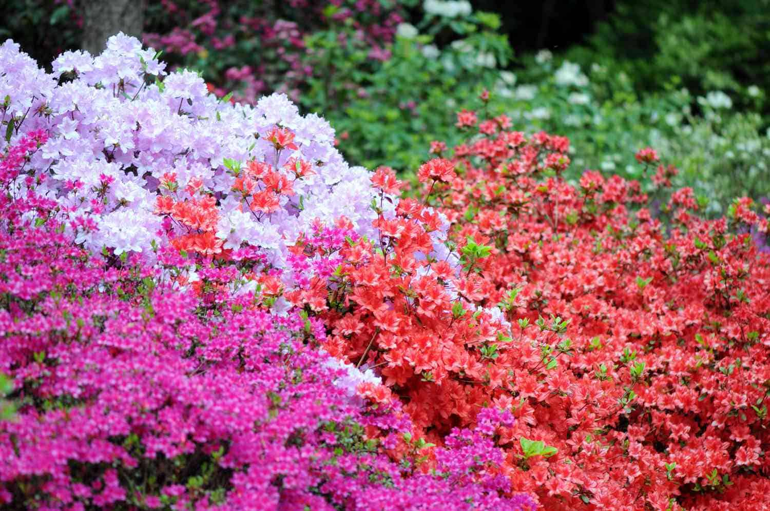 Top Purple Azalea Varieties That Will Wow Your Neighbors