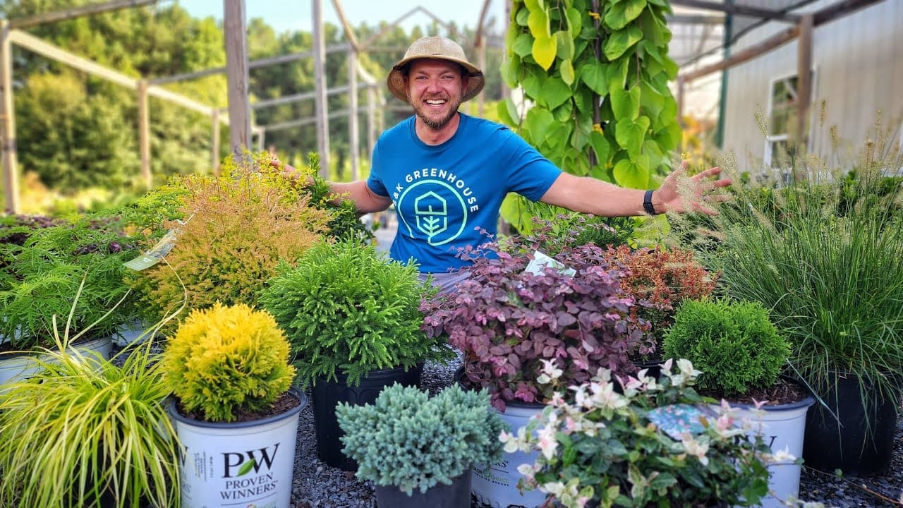 Transform Your Garden with These Tater Tot Arborvitae Companion Plants