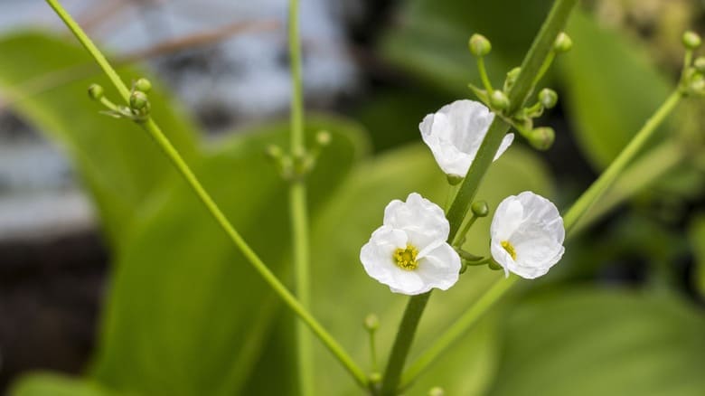 Unlock the Secrets to Perfect Skeleton Flower Health