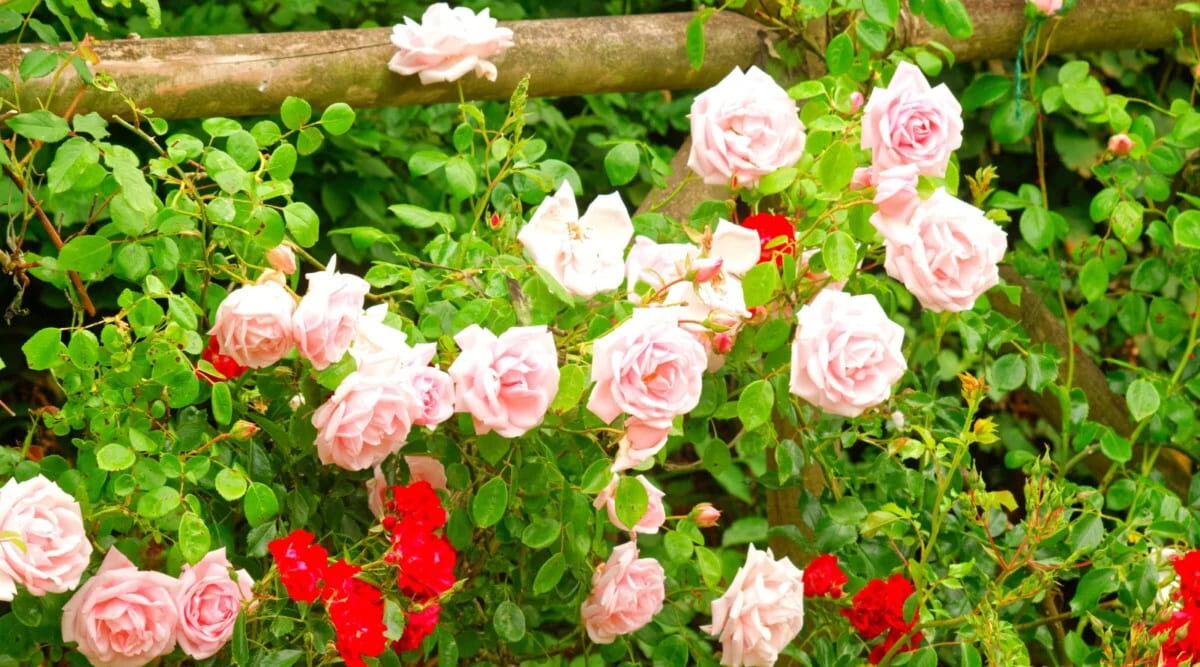 A Gardener’s Guide to Perfecting New Dawn Climbing Rose Care