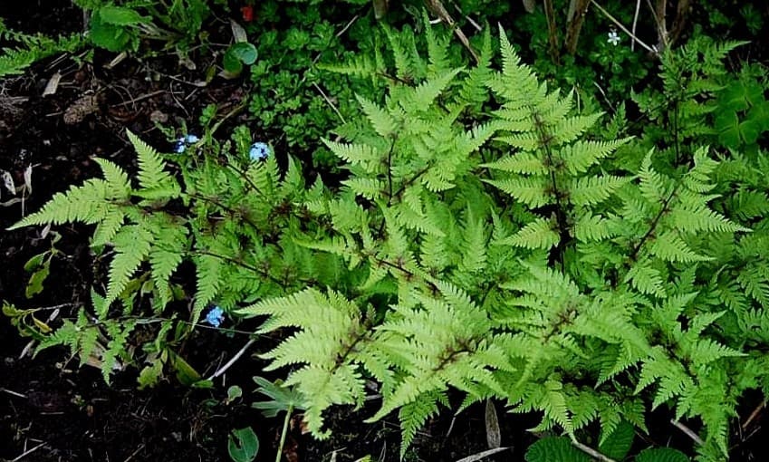 Why Athyrium Niponicum is a Must-Have for Your Garden