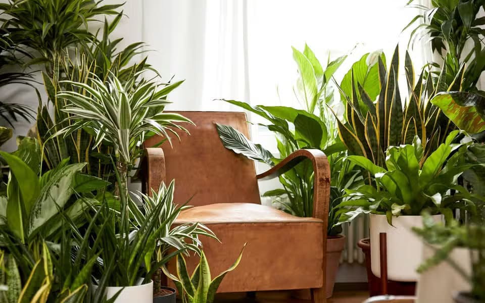 10 Best Indoor Trees to Transform Your Home into a Green Oasis