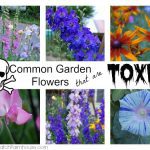 10 Common Toxic Flowers You Should Never Grow in Your Garden