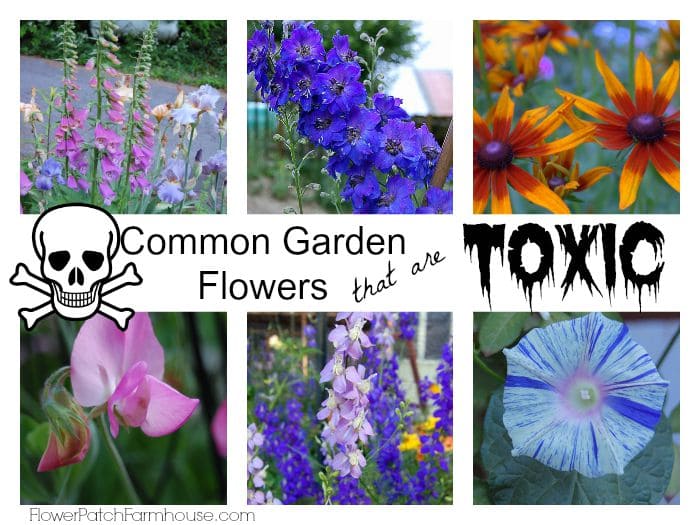 10 Common Toxic Flowers You Should Never Grow in Your Garden