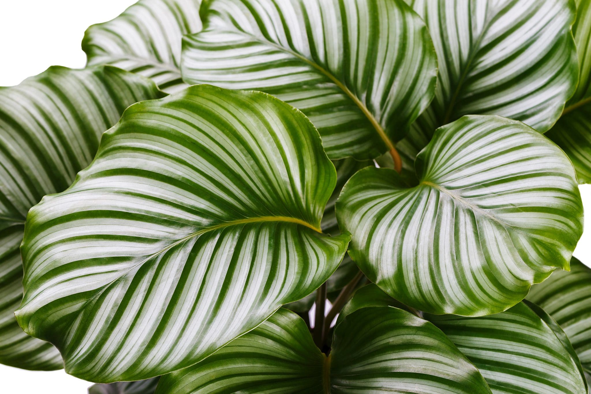 Calathea Makoyana The Ultimate Houseplant for Beginners