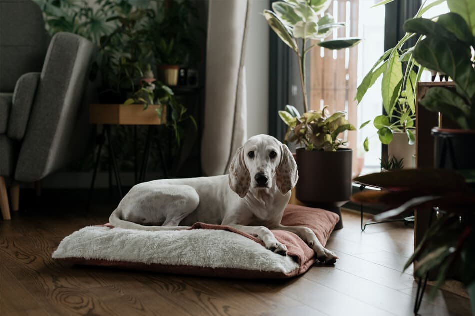 From Comfort to Style Why Burrow Beds Are the Must-Have Pet Accessory