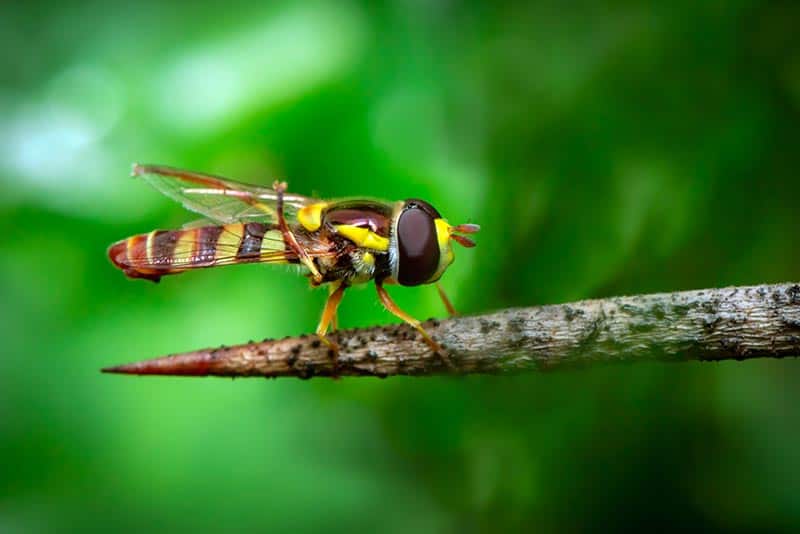 How to Get Rid of Hover Flies: 5 Easy and Effective Solutions