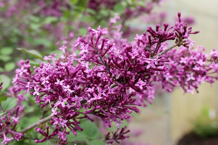 How to Grow Lilac Bushes A Complete Guide for Beautiful Blooms