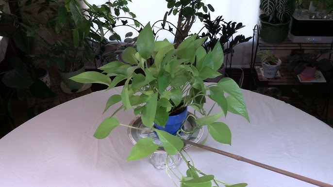 Manjula Pothos Care: Expert Tips for Thriving Houseplants