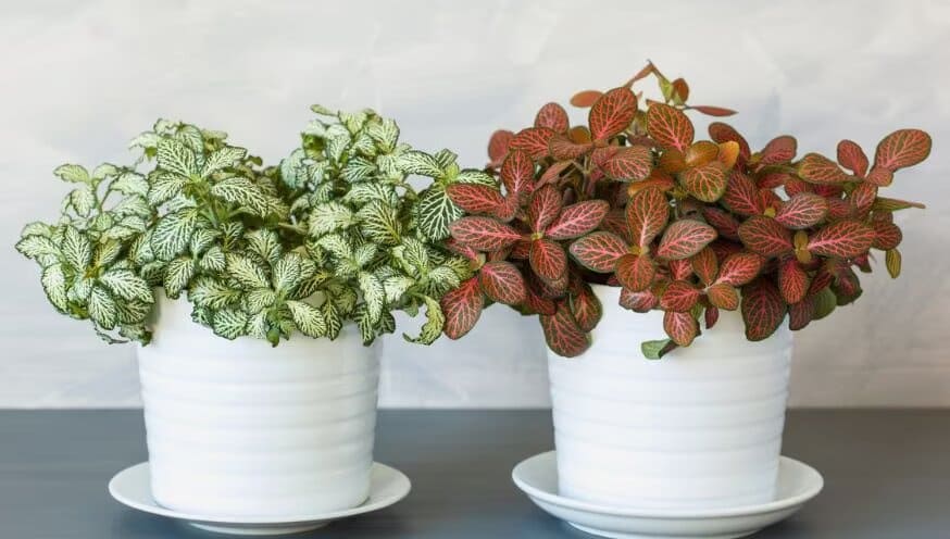 Nerve Plant Care Guide How to Keep Your Fittonia Thriving Indoors