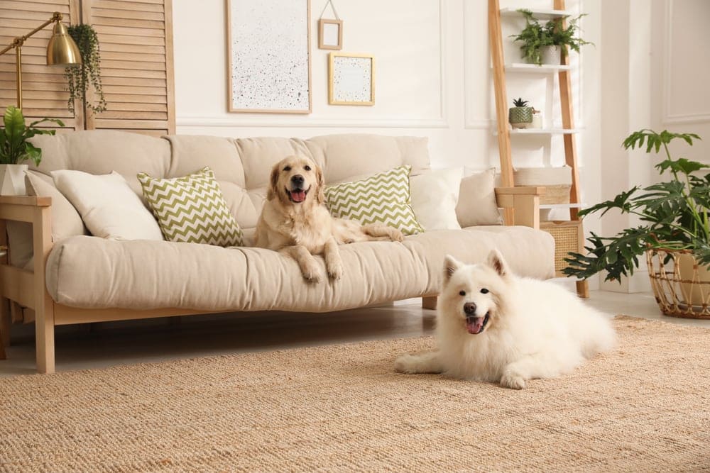 Pet Proof Couch: Styles and Materials That Stand Up to Pets