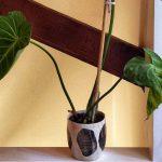 Philodendron Gloriosum Essential Care Tips for Healthy Growth