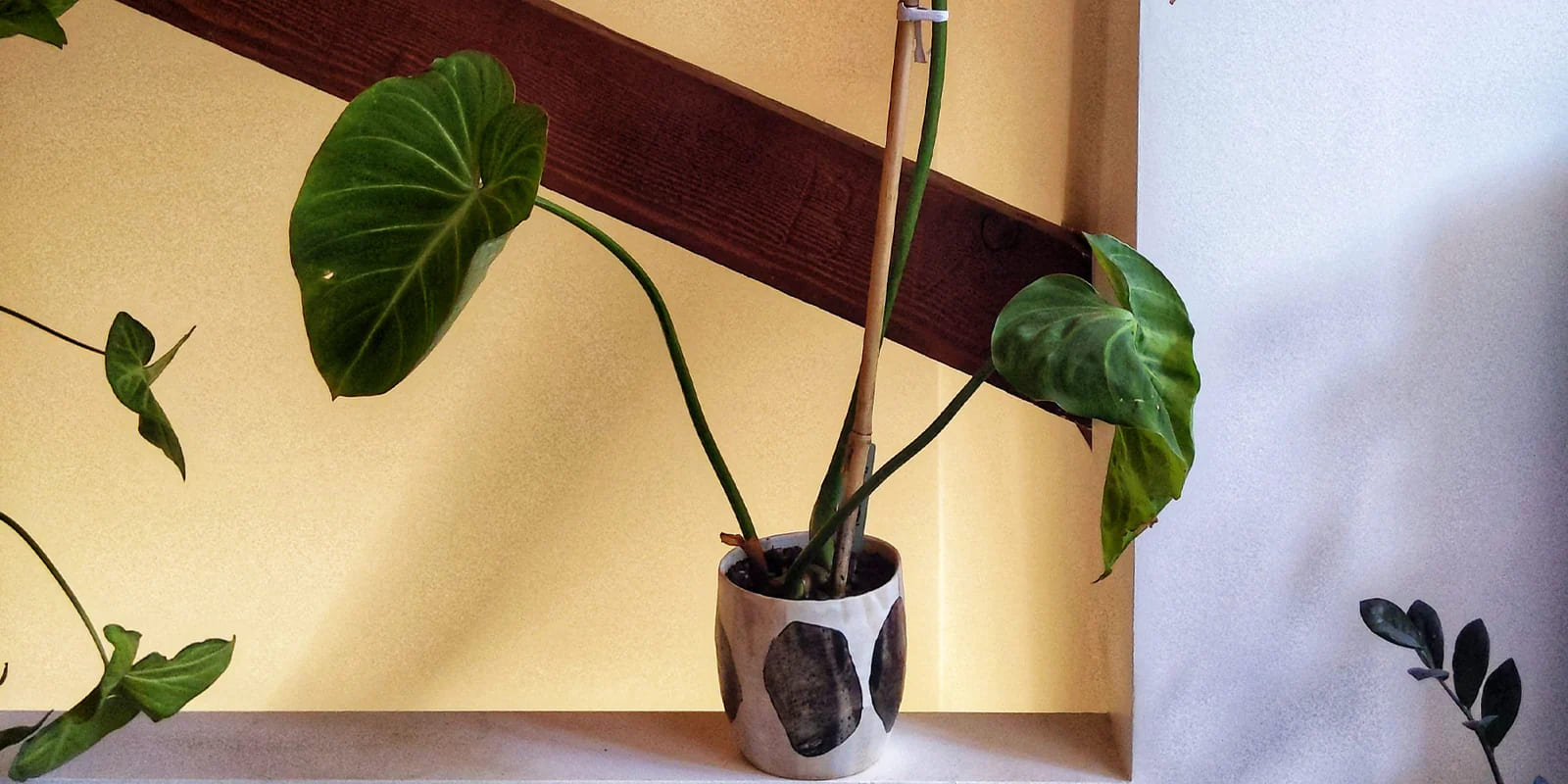 Philodendron Gloriosum Essential Care Tips for Healthy Growth