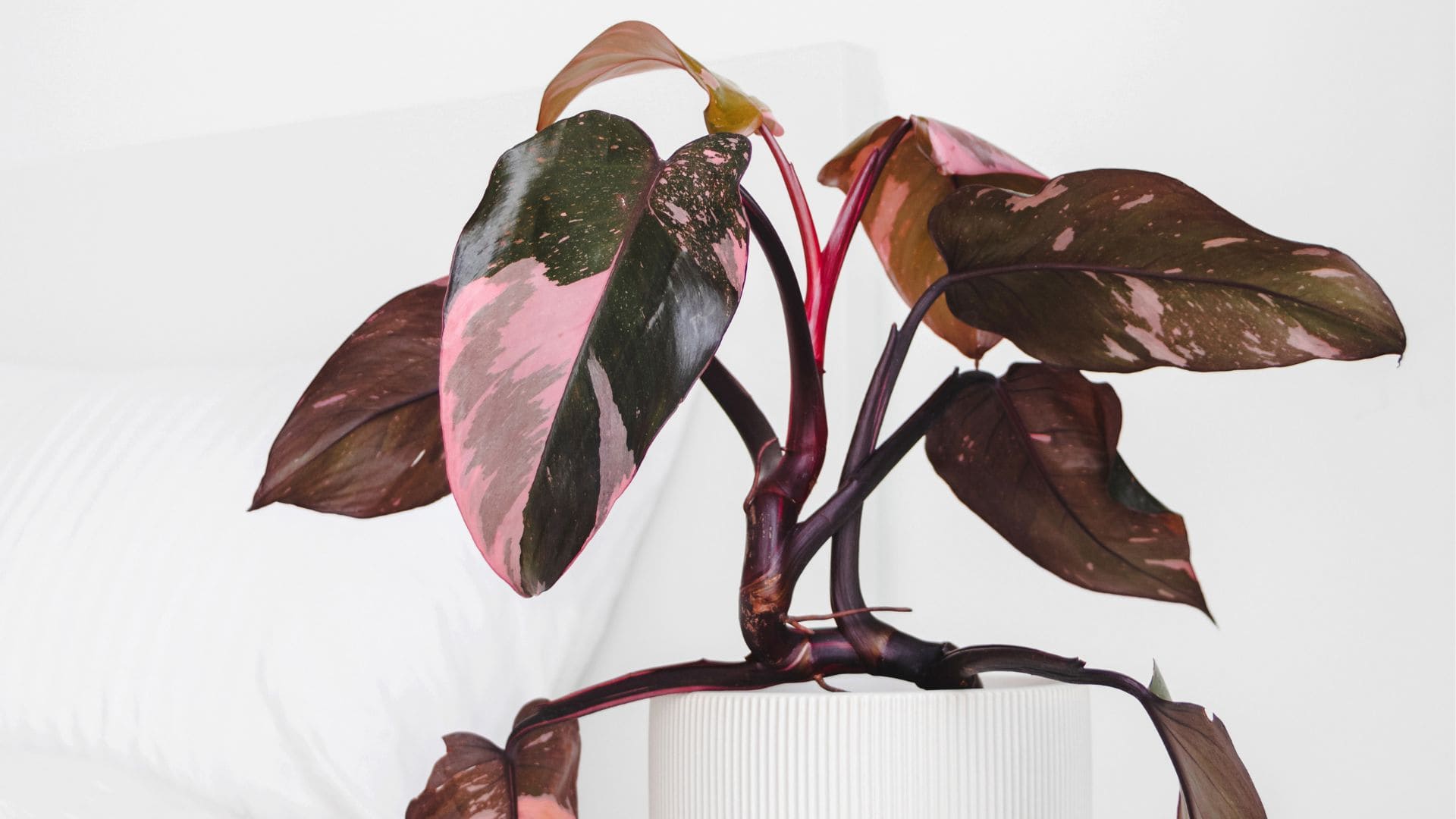 Philodendron Pink Princess: How to Get Those Perfect Pink Leaves