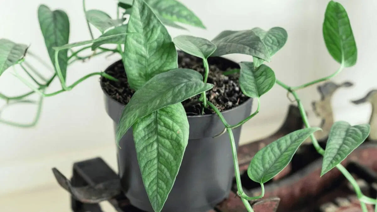 Thriving Indoors: 5 Essential Tips for Cebu Blue Pothos Care