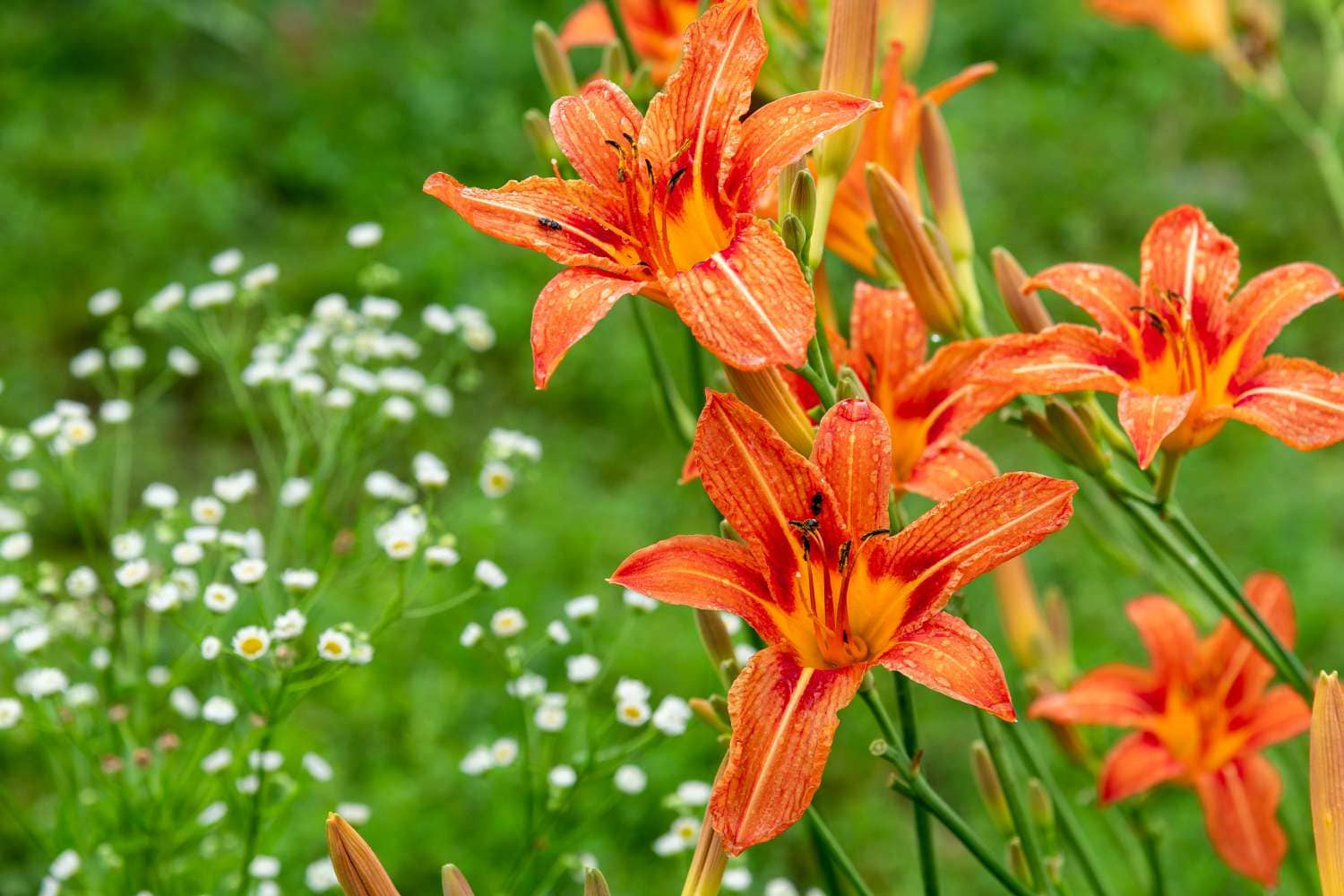 Top 10 Low-Maintenance Perennial Flowers for Year-Round Blooms