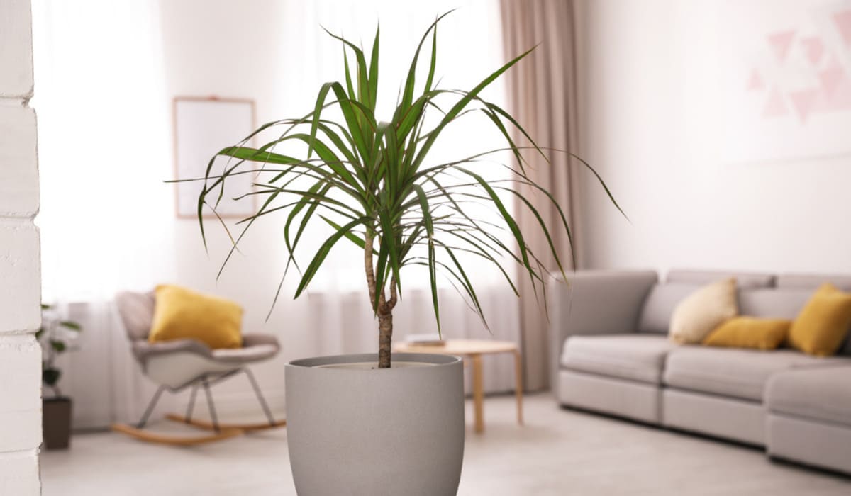 Top Benefits of Keeping a Dracaena in Your Living Space