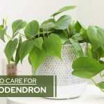 Transform Your Home with Philodendron Brasil: A Plant Lover’s Guide