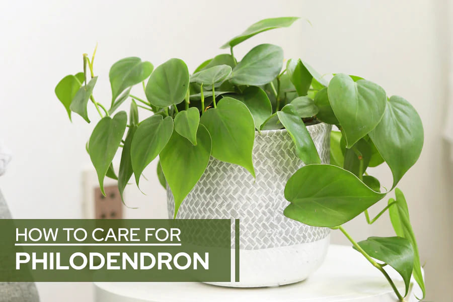 Transform Your Home with Philodendron Brasil: A Plant Lover's Guide