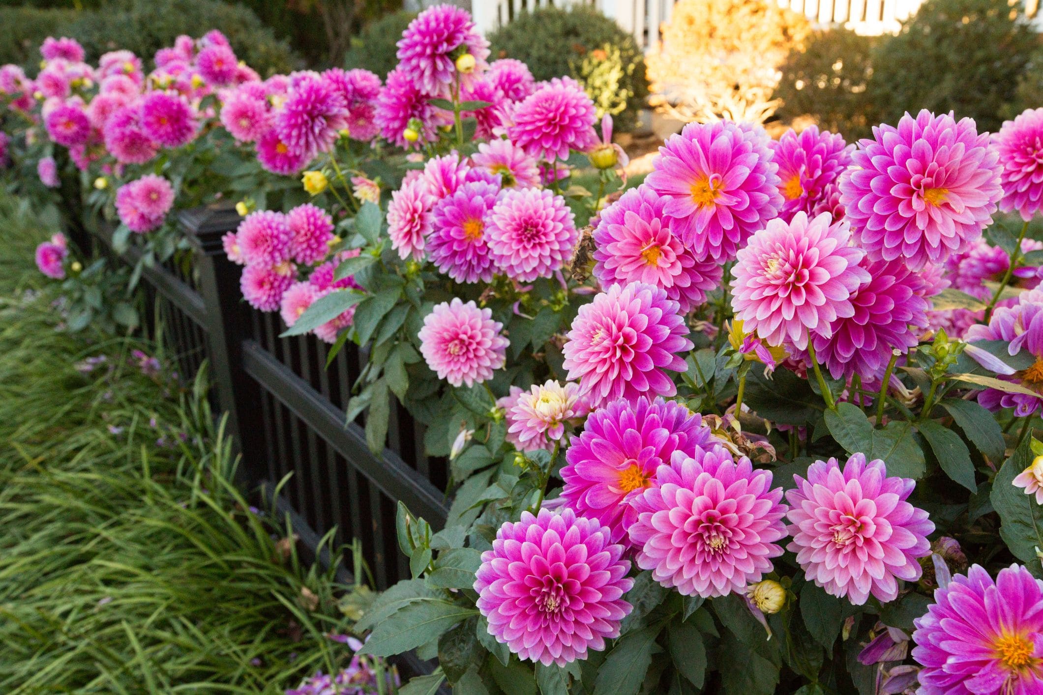 Transforming your fence into a beautiful, blooming focal point is as easy as selecting the right sun-loving flowers.