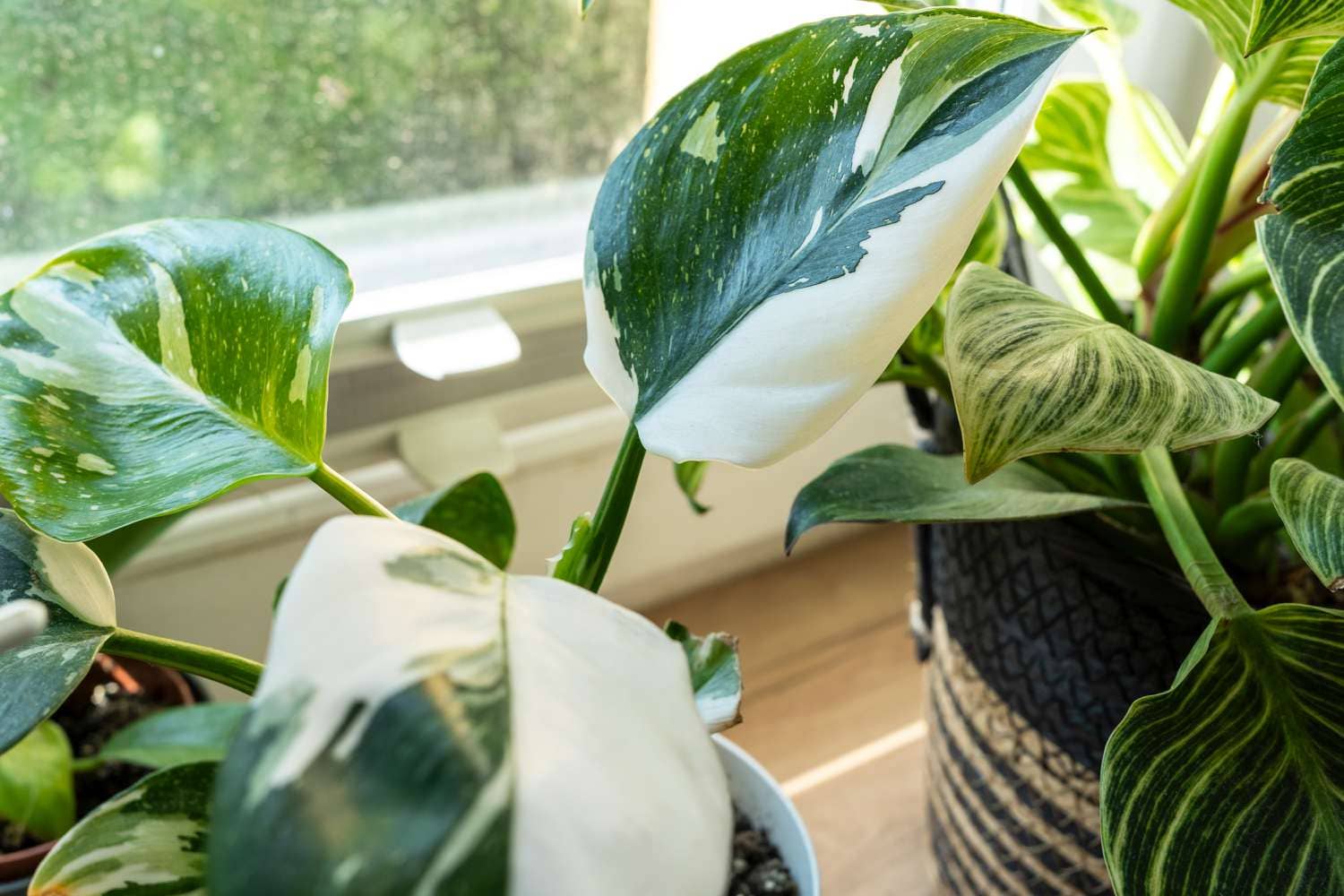 White Princess Philodendron: The Perfect Plant for a Touch of Luxury