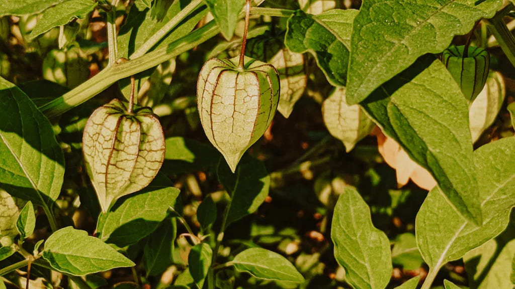 Why Ground Cherry Plants Are the Perfect Addition to Your Garden