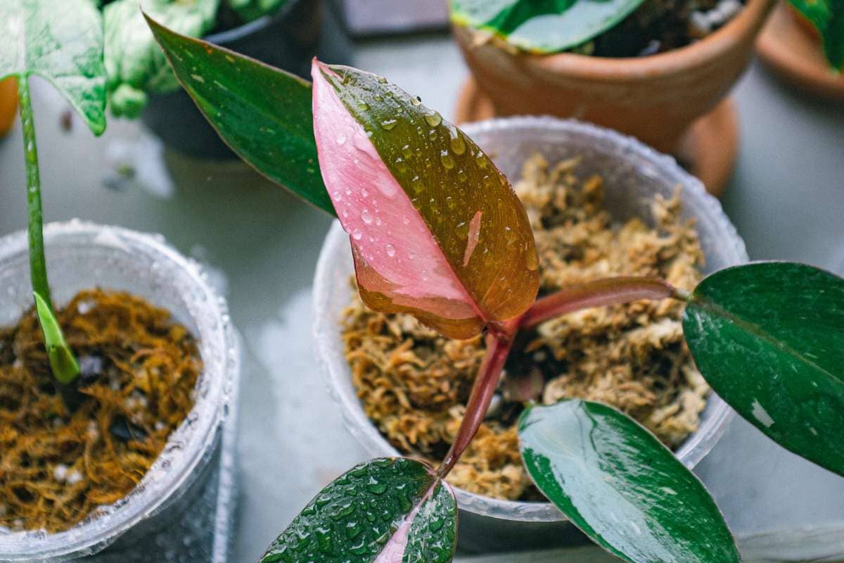 Why Pink Princess Philodendron Is the Must-Have Plant for 2024