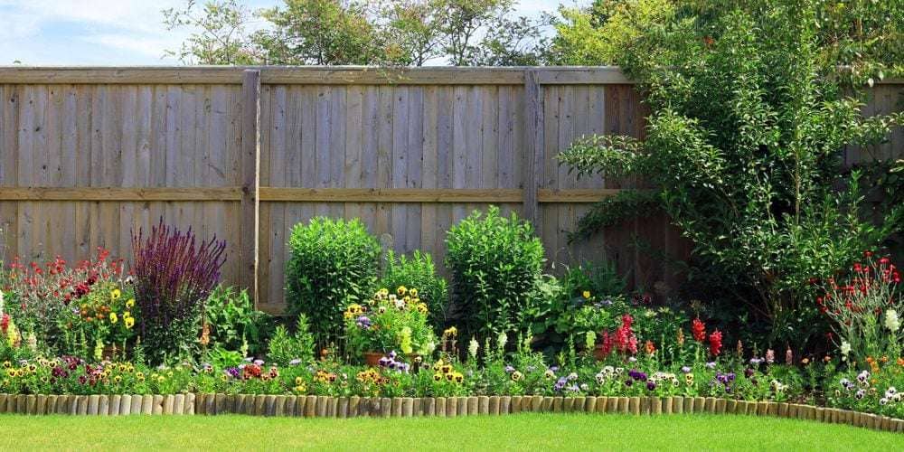 10 Best Fence Plants to Boost Your Privacy and Curb Appeal