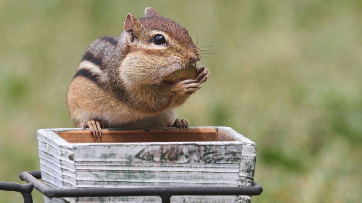 10 Proven Strategies to Keep Chipmunks Out of Your Potted Plants