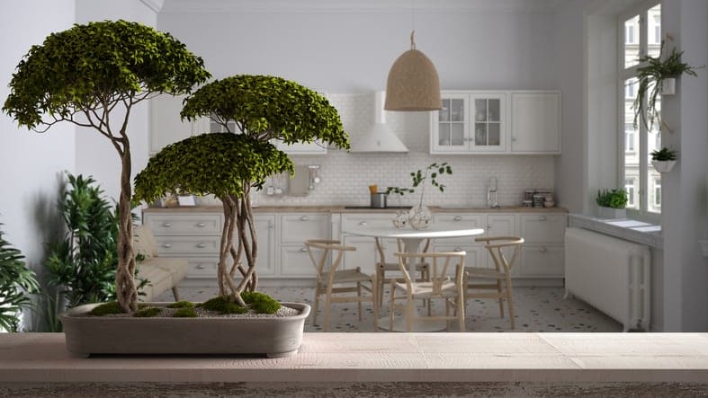 Top 10 Indoor Plants from Japan for a Green Home